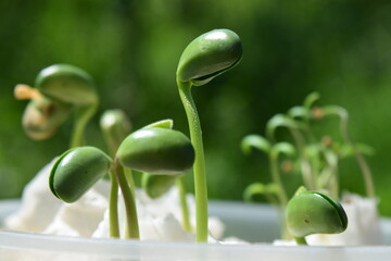 Green soybean sprouts. Sprouted beans close up.