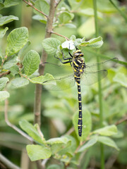 Golden-ringed dragonfly aka Cordulegaster boltonii.