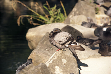 pigeons on the beach