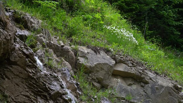 Rock Pink in natural ambient (Dianthus petraeus) - (4K)