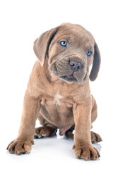 puppy cane corso