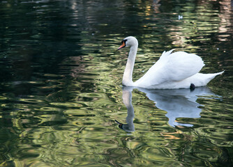 white swan on the lake