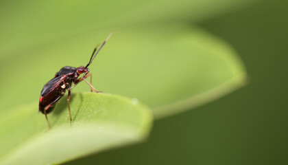 Fototapeta premium bug on leaf