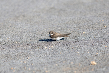 The common house martin (Delichon urbicum), sometimes called the northern house martin or, particularly in Europe,  is a migratory passerine bird of the swallow