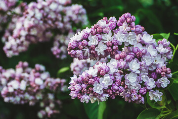 Purple lilac bush blooming in the garden in spring, Syringa flowers closeup