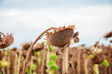 Dry ripe sunflower close up detail, blue bright sky and field soft blurry background - obrazy, fototapety, plakaty