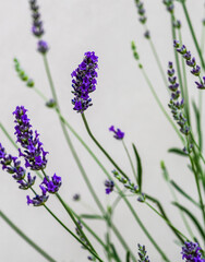 Blooming lavender plant in the garden