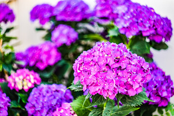 Obraz premium Blooming purple hydrangea flowers