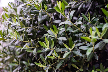 Olive tree on freedom Square