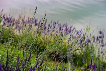 Blooming lavender plant in the garden