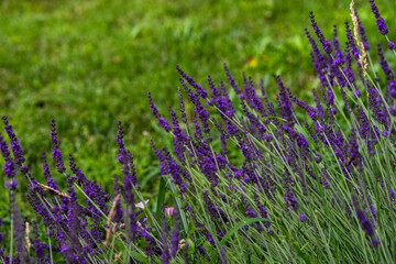 Blooming lavender plant in the garden