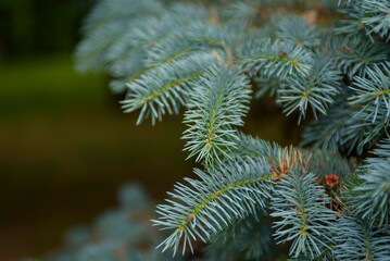 Lush branch of blue spruce close-up. Natural green texture.