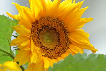 Obraz premium Speaking by Summer flower is Sun flower !! 