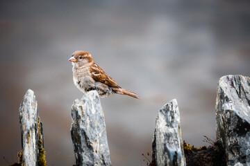 Close up shot of a sparrow on a rock with a blurred background