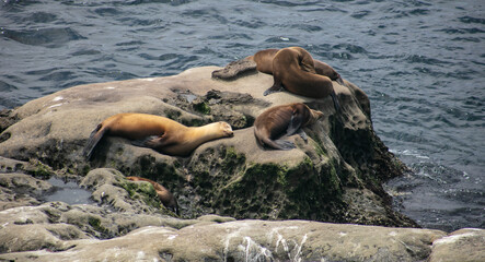 California Sea Lions Relaxing on a Rock in La Jolla, California, 