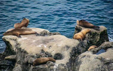 Fototapeta premium California Sea Lions Sunning on a Rock