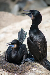 Cormorants Nesting at the La Jolla Cove in San Diego, California, in the Clay Cliff