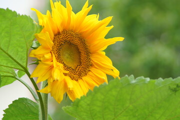 Speaking by Summer flower is Sun flower 