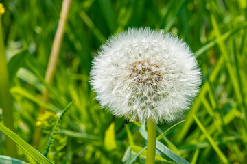 Close - up of white Dandelion on the background of grass in a field.