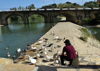 hombre dando a comer a los patos y gansos en río Guadalete, Arcos de la Frontera