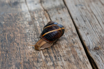Garden snail (Helix aspersa) on wooden floor.