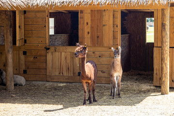 Alpaca Babies