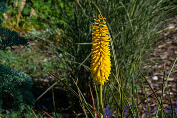 Red-hot poker, kniphofia porphyrantha. Garden plant.