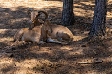 Barbary Sheep