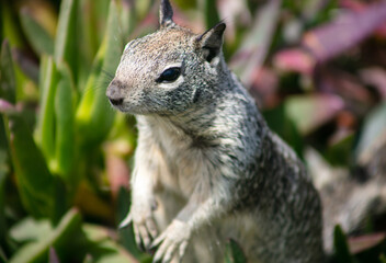 A Cute Ground Squirrel Looking Around on Two Feet Standing Up