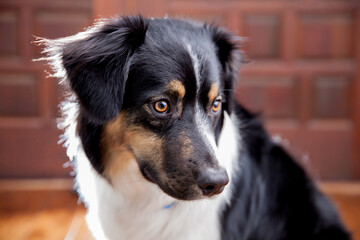 Australian Shephard Looking to the right