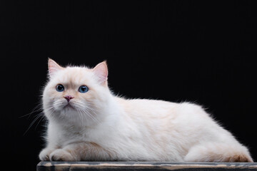 Cute dream coloured cat isolated on the black background