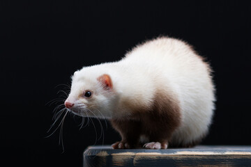 Cute point coloured ferret posing isolated on the. black background