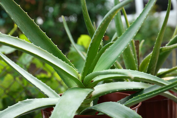 Beautiful green aloe vera plants in pots outdoors, closeup