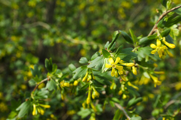 Closeup view of blooming currant bush in garden