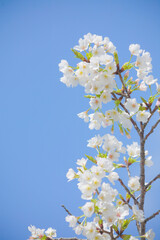 青空を背景に桜の花をクローズアップ	
