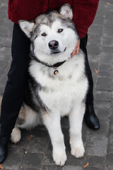 Alaskan malamute dog having fun in the city park