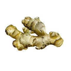 Hand Drawn Ginger watercolor sketch. Illustration For Food Design.
