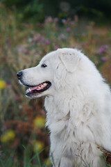 Maremmano-Abruzzese sheepdog, maremma dog portrait outside
