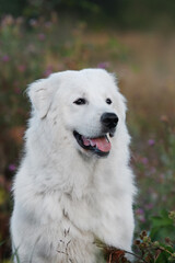 Maremmano-Abruzzese sheepdog, maremma dog portrait outside