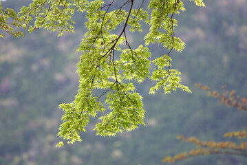 若モミジ　葉模様