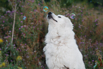Naklejka premium Maremmano-Abruzzese sheepdog, maremma dog playing with bubbled outside