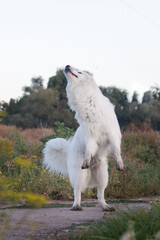 Maremmano-Abruzzese sheepdog, maremma dog playing with bubbled outside