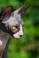Portrait of luxury Canadian Sphynx kitten on sunny summer day. Young female cat has pricked up ears and looks down attentively. Close-up, side view. Natural blurred green background. Vertical shot.
