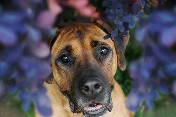 South African boerboel in the violet flowers