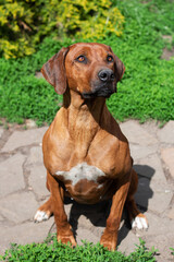 Rhodesian ridgeback dog outside