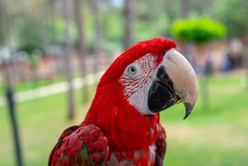 Red ara parrot outdoor © abdullah