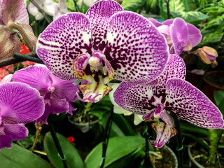 Macrofotografia. Detalle de las orquideas color violeta