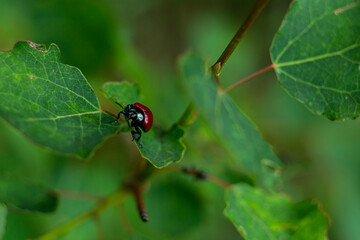 small red beetle on a green leaf