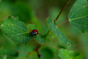 small red beetle on a green leaf