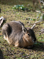 Primer plano de una mara patagónica. Dolichotis patagonum
